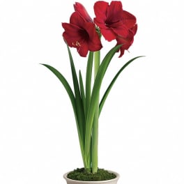Red amaryllis flowers in a decorative cream pot