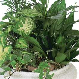 Assorted green houseplants in a white planter