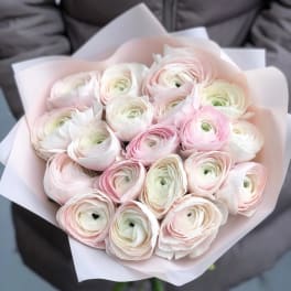 Bouquet of pale pink and white ranunculus wrapped in light pink paper