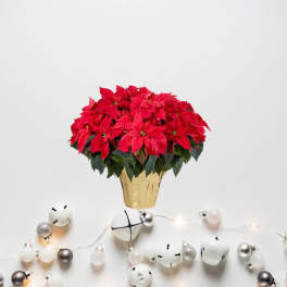 Red poinsettia plant in a gold foil pot with holiday ornaments below