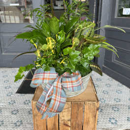 Mixed potted foliage arrangement in a metal container with a plaid ribbon