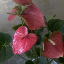 Pink anthurium flowers in a white pot