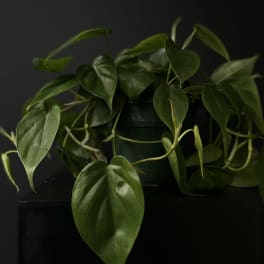 Philodendron 'Heartleaf' 6"