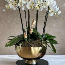 White orchids arranged in a gold pedestal bowl with moss