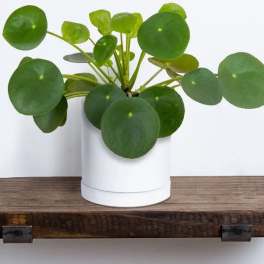 Chinese Money Tree - Pilea Peperomioides
