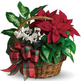 Poinsettia arrangement in a wicker basket with a plaid ribbon