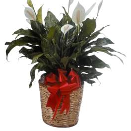 Peace Lily Plant