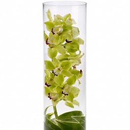 Green orchids arranged in a tall clear glass vase