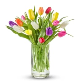 Mix color tulips