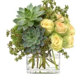 Compact arrangement of succulents and pale yellow roses in a clear glass cube vase