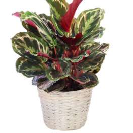 Potted tropical plant with variegated green and pink leaves in a woven basket