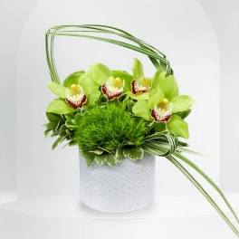 Green orchid arrangement in a white textured pot