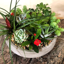 Succulent arrangement in a shallow white bowl with red accents