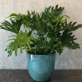 Lush green potted plant in a blue ceramic pot