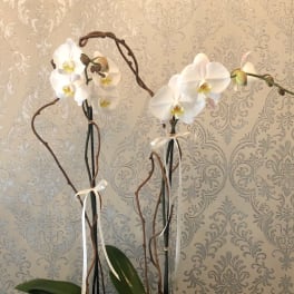 White orchids in a black planter with succulents and ribbon