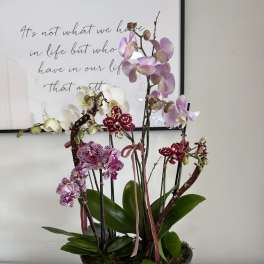 Potted orchid arrangement with pink, white, and burgundy blooms