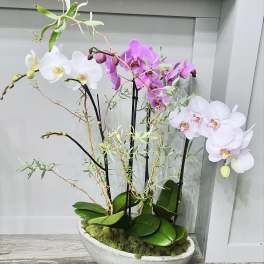 Orchid arrangement in a shallow white planter with white and pink blooms