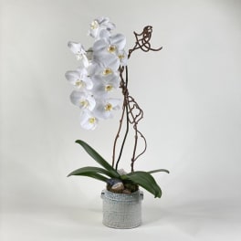 White orchid plant in a textured pot with decorative branches