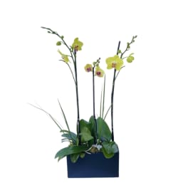 Yellow orchids in a dark rectangular planter