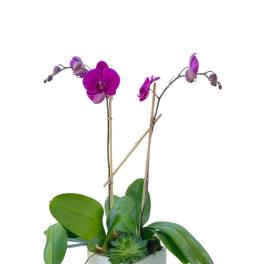 Purple orchids in a white cube planter with a small succulent