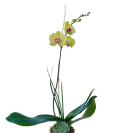 Potted orchid with a succulent in a white ceramic planter