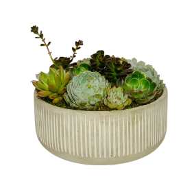 Succulent arrangement in a ribbed round planter