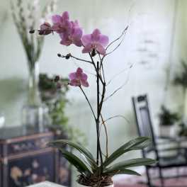 Pink orchid plant in a white textured pot