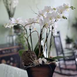 White orchids arranged in a dark square planter