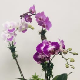 Purple orchid arrangement in a glass bowl with ivy and moss