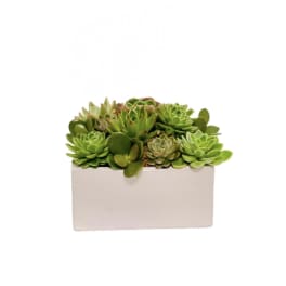 Succulent arrangement in a white rectangular planter
