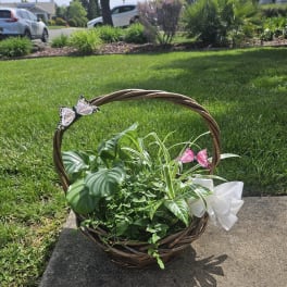 Basket of green houseplants with a white bow and butterfly decorations
