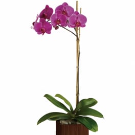 Pink orchid plant in a square wooden planter