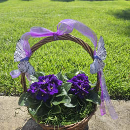 Basket of purple potted violets with a purple ribbon and butterfly decorations