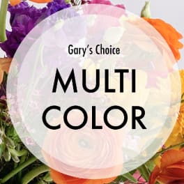 Designer's Choice Multicolor