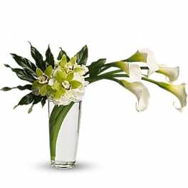 White and green calla lilies in a clear glass vase