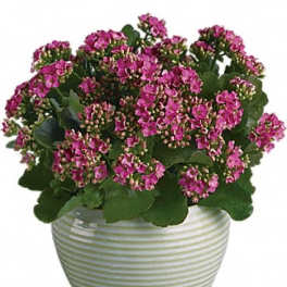 Pink flowering plant in a striped ceramic pot