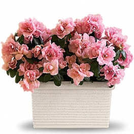 Pink flowers arranged in a white rectangular planter
