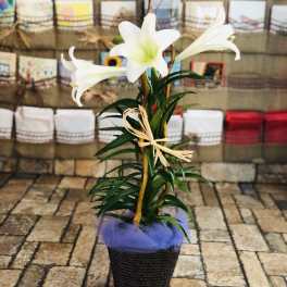Easter Lily Plant