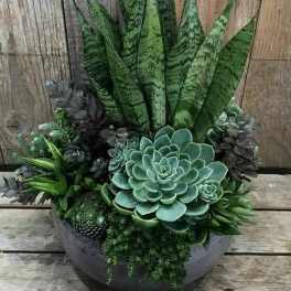 Succulent arrangement in a round planter with tall snake plants
