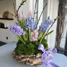 Arrangement of pastel hyacinths in a rustic wood base with a purple ribbon