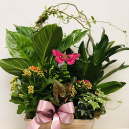 Potted green plant arrangement with a pink ribbon and butterfly decoration