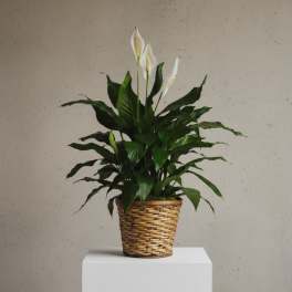 Spathiphyllum Plant