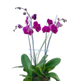 Potted magenta orchids with broad green leaves in a white ceramic planter
