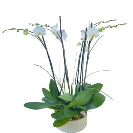 Potted orchid arrangement with pale blue blooms and broad green leaves