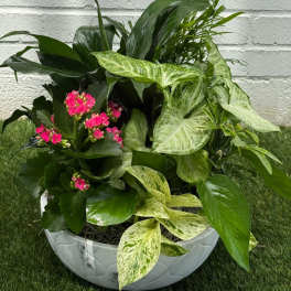 Mixed green houseplants with small pink blooms in a white bowl planter