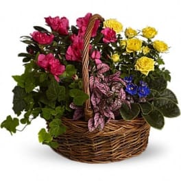 Basket of colorful potted flowering plants with a woven handle