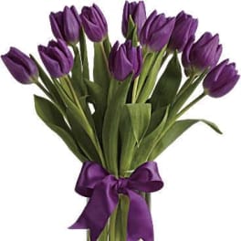 Passionate Purple Tulips