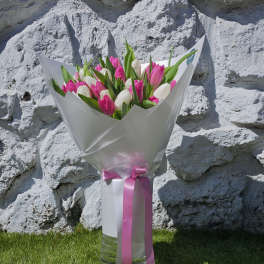 Bouquet of pink and white tulips wrapped in white paper with a pink ribbon