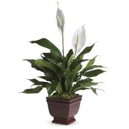 Lovely One Spathiphyllum Plant