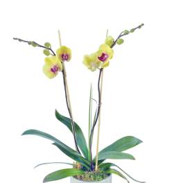 Potted yellow orchids in a white container